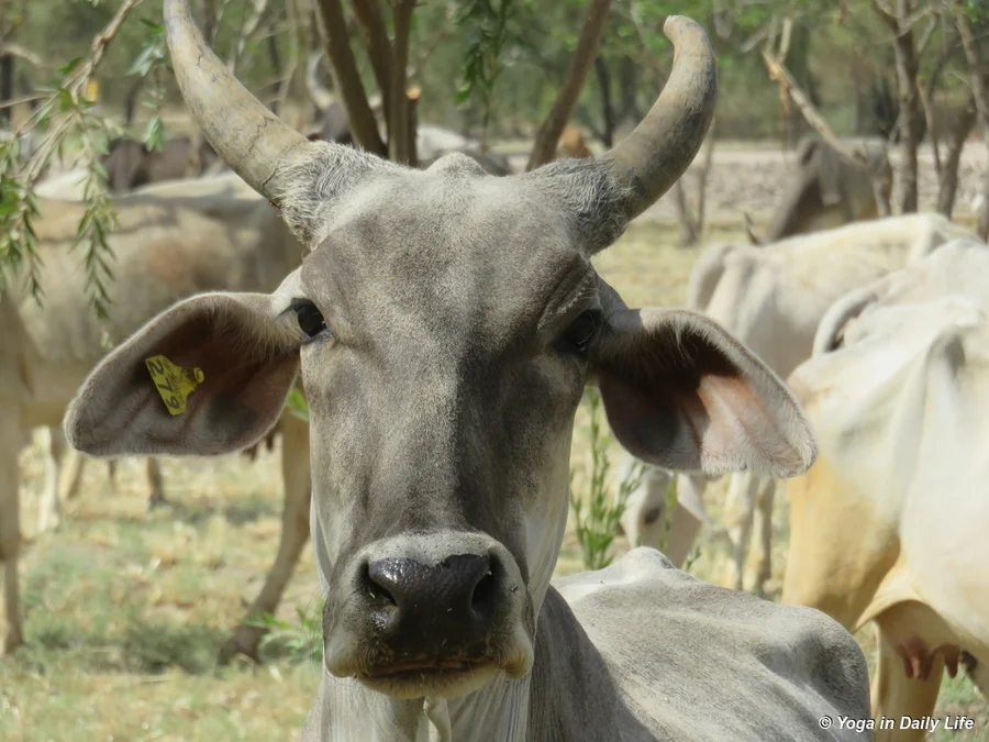 can I eat that camera